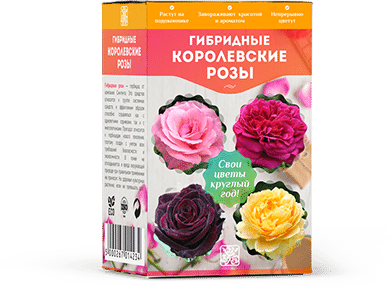 Гибридные королевские розы